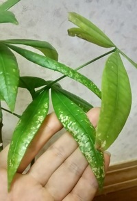 食べれる実がなる観葉植物教えてほしいです よろしくお願いいたします Yahoo 知恵袋