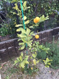 ピーチとレモンって 英語だと 快いものと不快なもの みたいな意味あり Yahoo 知恵袋