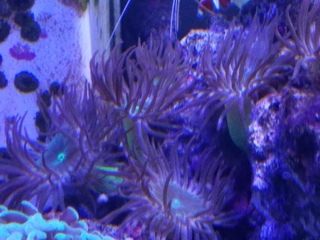 海水水槽にイソギンチャクが増殖したのですが これはカーリーでしょうか Yahoo 知恵袋