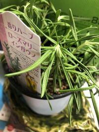 植物に四六時中 悪口や罵声を浴びせ続けると枯れちゃうもんなんですか よく Yahoo 知恵袋