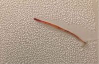 急ぎです お風呂場の壁にこんな赤い細長い虫 寄生虫 Yahoo 知恵袋