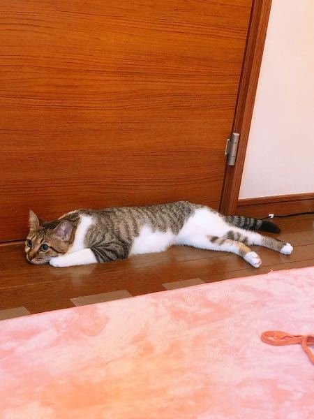 この猫はキジ白でしょうか？サバ白でしょうか？ - 顔と足のに明るめの 