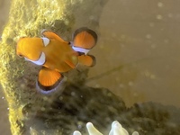 カクレクマノミを数匹飼育したいのですが 1 初期費用2 毎 Yahoo 知恵袋