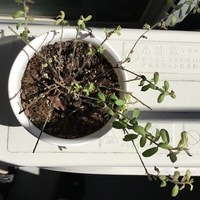 鉢植えの土に苔が生えてしまう時の原因と対策を教えて下さい 家の Yahoo 知恵袋