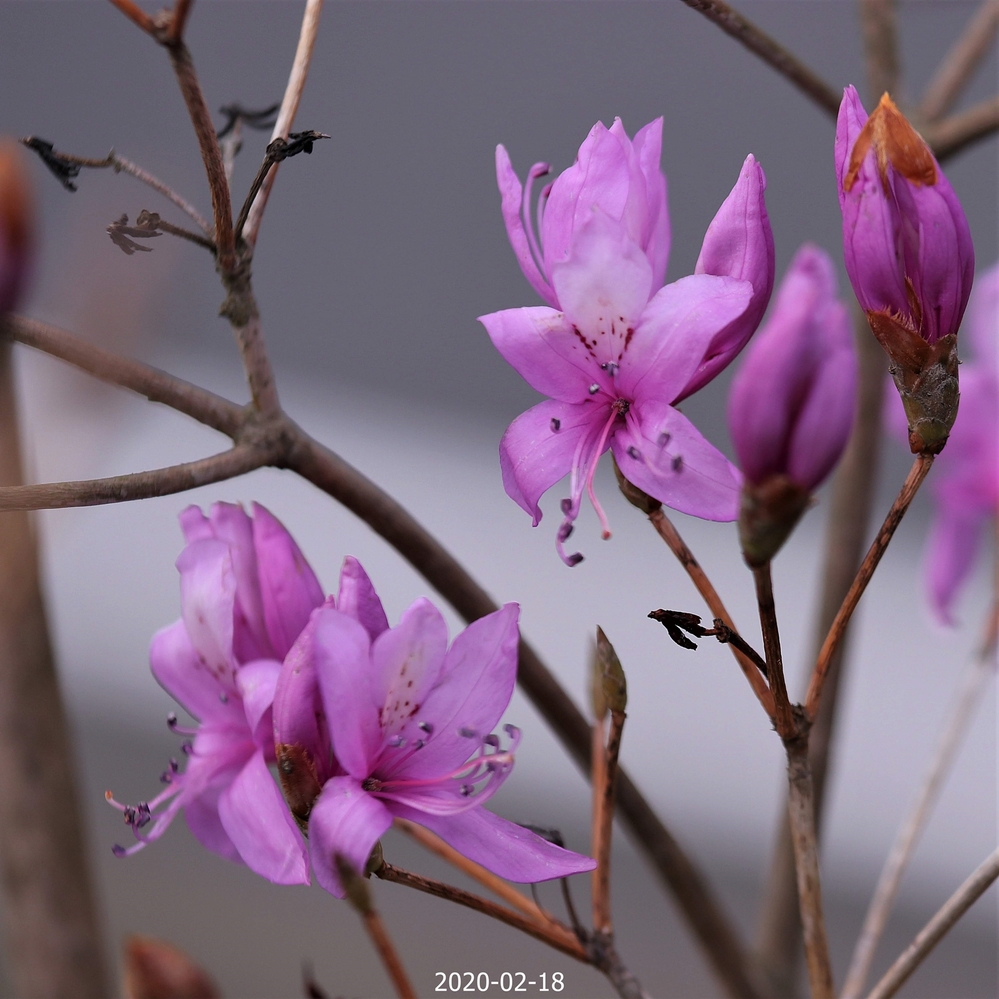 この花は岩ツツジでしょうか それともミツバツツジでしょうか Yahoo 知恵袋