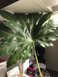 神棚にあげてた榊 さかき に根っこが生えてきた これ土に植える Yahoo 知恵袋
