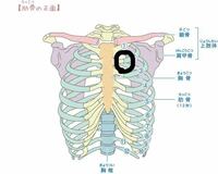 もう2ヶ月くらい写真の黒丸らへんの骨が痛いんです きっかけは勉 Yahoo 知恵袋