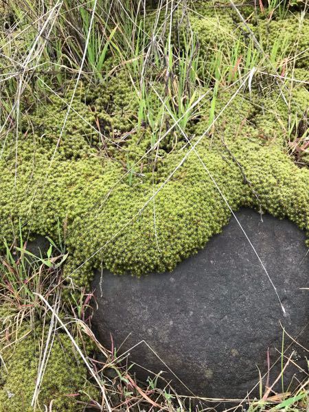 この植物 苔 は何という名前でしょうか 星っぽい形で ふわふわし Yahoo 知恵袋