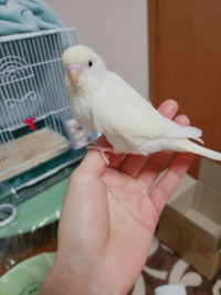 セキセイインコの年齢 セキセイインコを飼って7年経ちました 人間で例える Yahoo 知恵袋