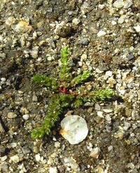 うちの犬が庭の雑草を食べていたようで 雑草と泡を吐いていました Yahoo 知恵袋