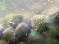 淡水魚の水槽に白い虫がわきました ものすごく細かい 0 1mmくら Yahoo 知恵袋