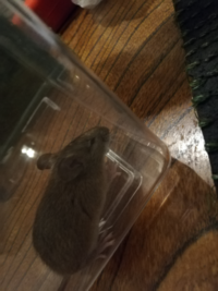 家にネズミ出没してしまいました 野生とは思えないくらい綺麗で可愛いです どこを見 教えて 住まいの先生 Yahoo 不動産