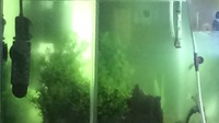 メダカの稚魚のサテライトの掃除皆さんどうやってますか 稚魚がサテラ Yahoo 知恵袋