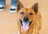 犬のおしっこを出す部分の写真を載せています 閲覧にはご注意 Yahoo 知恵袋