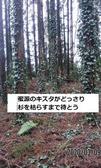 きへんに杉と書いてなんと読みますか そして何と言う意味がありますか Yahoo 知恵袋