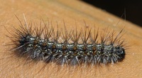 黒い毛虫 いわゆる熊毛虫 明るい茶色で４ｃｍくらいのやつはヒトリガだそうで Yahoo 知恵袋