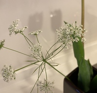 しゃくだなぁ とはどういう意味ですか しゃく は 癪 Yahoo 知恵袋