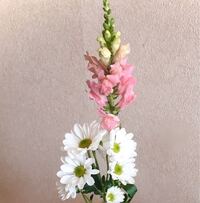 酔芙蓉の花が白からピンク色に変わるのはなぜですか 花の細胞が赤色のアント Yahoo 知恵袋