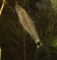 江坂 鶴見 豊中らへんにある熱帯魚ショップで水槽 熱帯魚がたくさん売 Yahoo 知恵袋