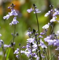 静岡県の中部と西部の境目は何処になりますか また中部と東部で Yahoo 知恵袋