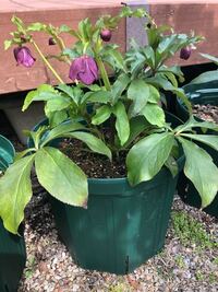 花の苗で 入荷したばかりの新鮮な苗を買うには 何曜日に店に行 Yahoo 知恵袋