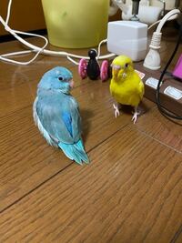 インコ歩き方教えて インコ歩き方教えてくださいうちのセキセイ Yahoo 知恵袋