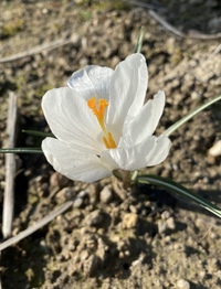 この花の名前を教えて下さい 茎が短くて葉っぱの真ん中は白い縦 Yahoo 知恵袋