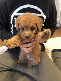 小さめトイプードルの成犬時の体重予想について 現在 生後100日6 Yahoo 知恵袋