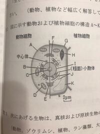 なぜ動物細胞には細胞壁が無いんですか 動物は 骨格を持ち体を支 Yahoo 知恵袋