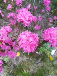 この花 小さい木 の名前が分かる方 おられませんか 毎年この時期 Yahoo 知恵袋