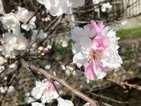 桜を切るバカ 梅切らぬバカ 桜を折るバカ 柿折らぬバカ って言葉が Yahoo 知恵袋