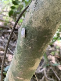 わが家の鉢植えの甘夏ミカンの木にアゲハの幼虫が住んでいます 成長してい Yahoo 知恵袋