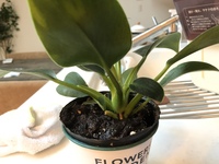 金のなる木 を ダイソーの 観葉植物土 で育てると 枯れてしまいますか Yahoo 知恵袋