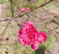 ウメは何科ですか 梅も桜もバラ科ですね Yahoo 知恵袋