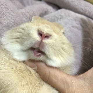 うさぎの怪我について 先日自分の不注意で抱っこの最中暴れたうさぎが飛び Yahoo 知恵袋