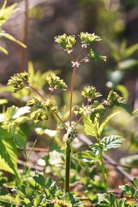 ガーベラが枯れて綿毛を残しました 植えて育てるかとは可能ですか 植える時 Yahoo 知恵袋