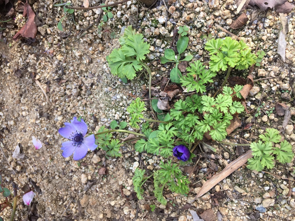 画像の花はアネモネでしょうか 茎が短く這性のようですが 葉っぱの Yahoo 知恵袋