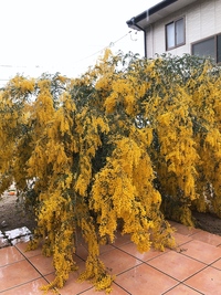 ミモザの木が雨が続いてこの様になってしまいました 今はお花が水を含ん Yahoo 知恵袋