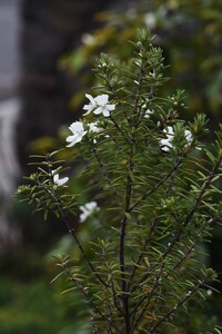 この白い小花が咲いている木の名前を教えてください よろしくお願いいたし Yahoo 知恵袋