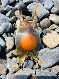 この卵は何 愛媛県瀬戸内海の海岸で拾いました 画像検索したら Yahoo 知恵袋