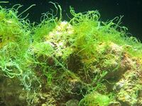 こんにちは 海水水槽に生える海藻らしきものについてです 写真 Yahoo 知恵袋