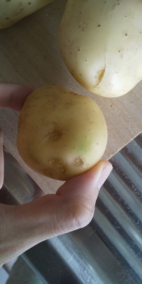 ジャガイモの緑色についてこれくらいの緑は食べられるのでしょうか