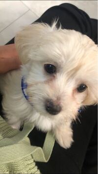 2文字か3文字でおしゃれな犬の名前教えてください 女の子 Yahoo 知恵袋