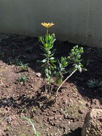 鉢植えの冬越ししたガザニアのことで質問です 昨年鉢に植えた苗で 初冬までつぎ Yahoo 知恵袋