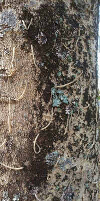 モチノキの幹に糸の様なものが生えています。
虫ではなさそうですが、これは何でしょうか？
教えて下さい。 