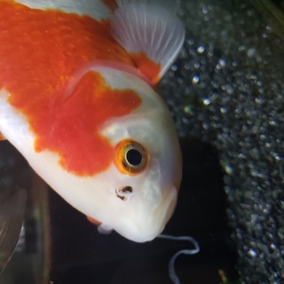 金魚の鼻から何か出てきました 寄生虫では無いと思うんですが引 Yahoo 知恵袋