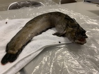 函館の海で釣りました とても気持ち悪いです この魚を知ってる方は居ます Yahoo 知恵袋