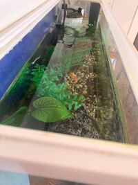 水槽の中に苔なのかモヤモヤしたものが繁殖しています これはなんでし Yahoo 知恵袋