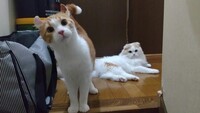 猫同士が仲良くなる方法 一歳３ヶ月の長毛スコティッシュフォールド 未 Yahoo 知恵袋