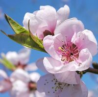 桃の花の花びらが散るのは 桜の花の花びらが散るのと 大体同じ Yahoo 知恵袋